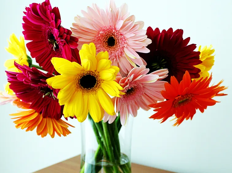 Gerbera  
