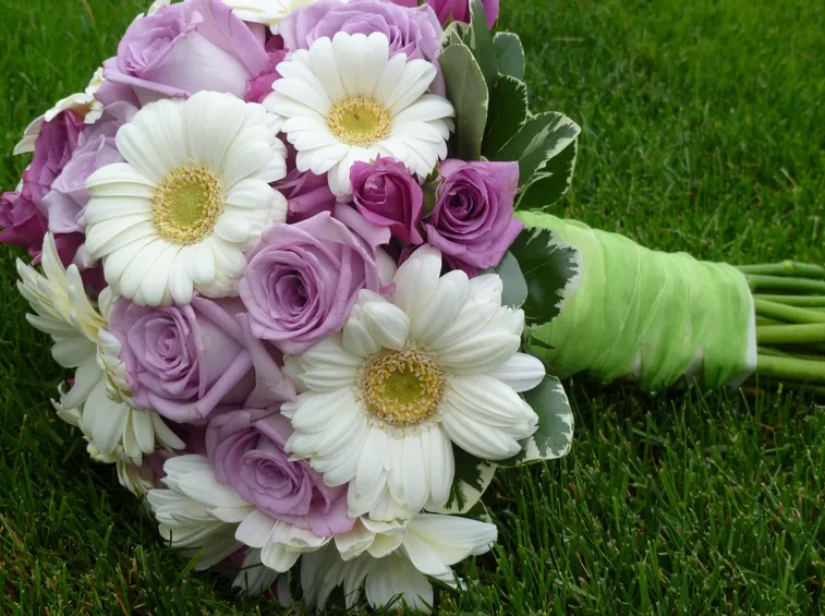 Gerbera  