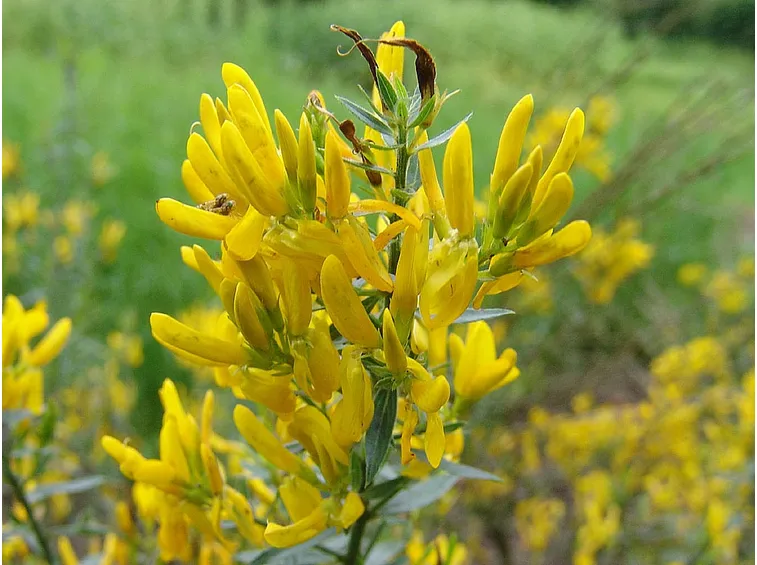 Ginestra