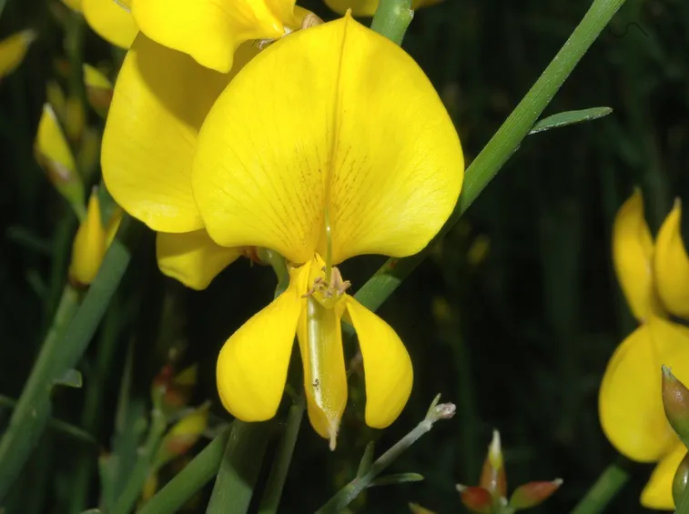 Ginestra spartium