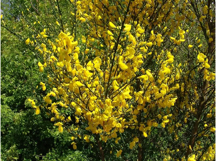 cytisus
