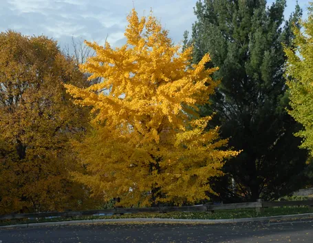 Ginkgo biloba