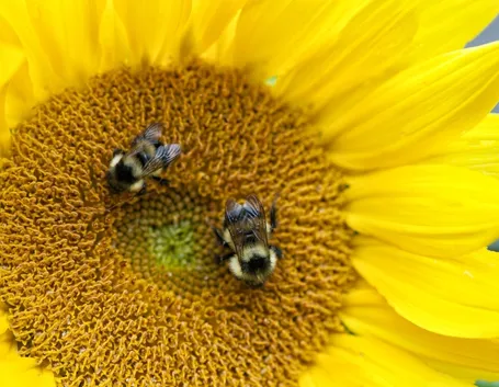 Girasole