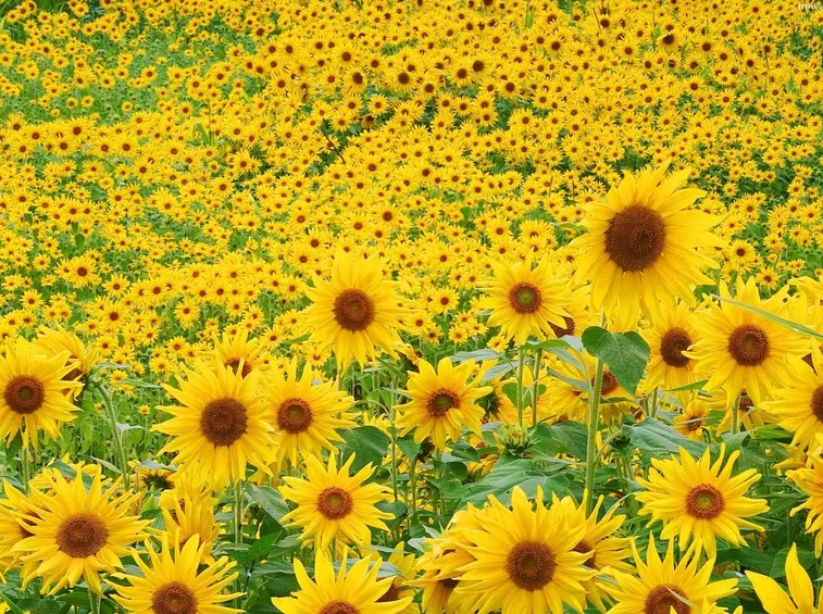 girasole coltivazione