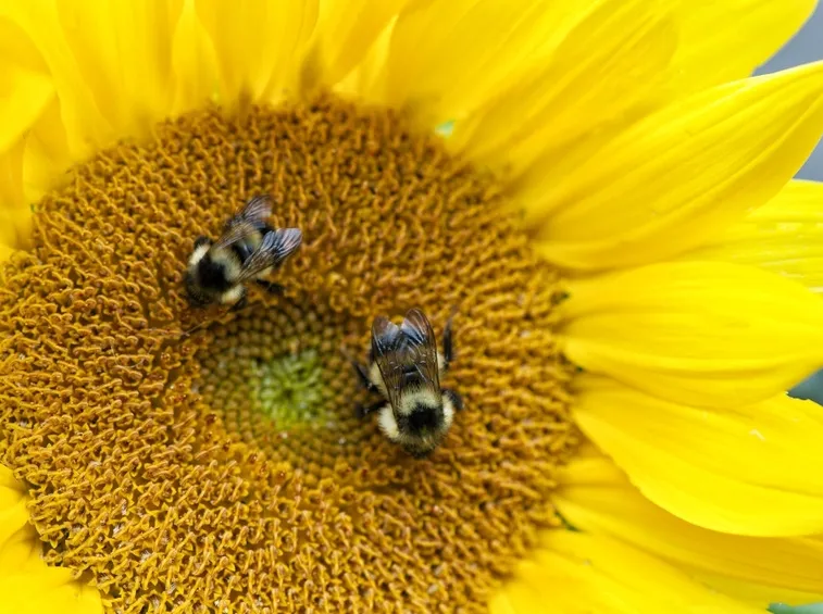 Girasole