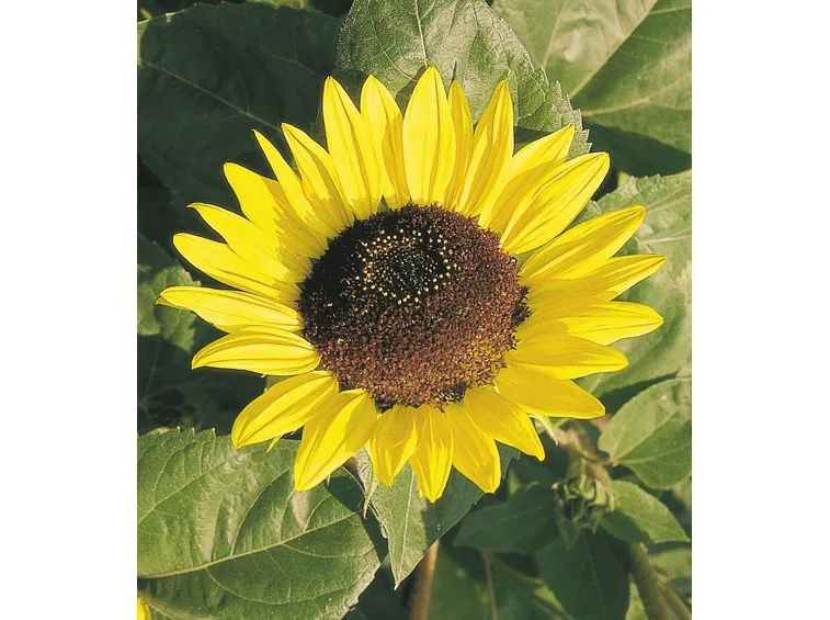 Girasole