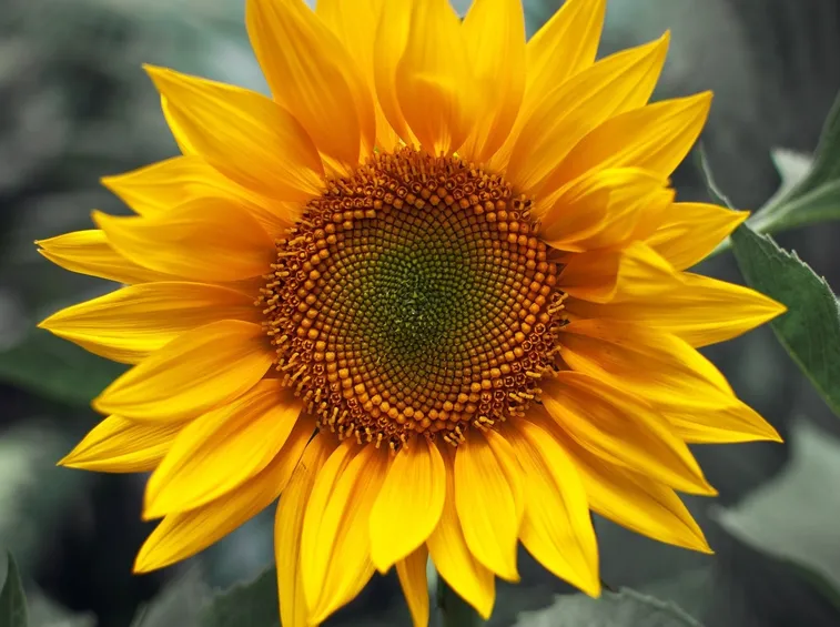 Girasole
