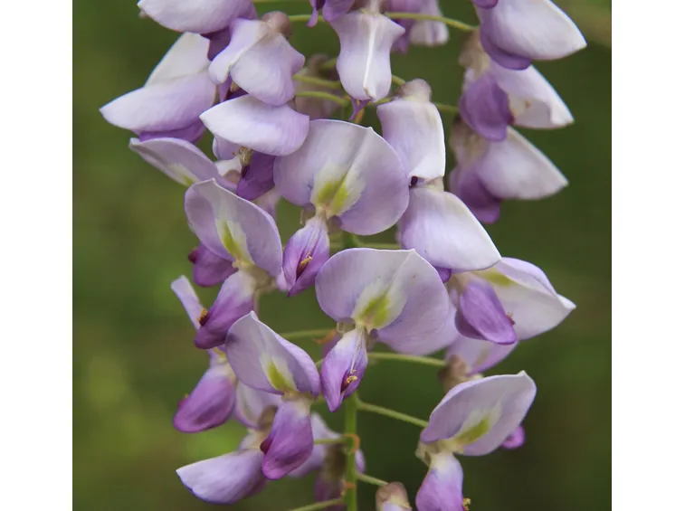 Glicine