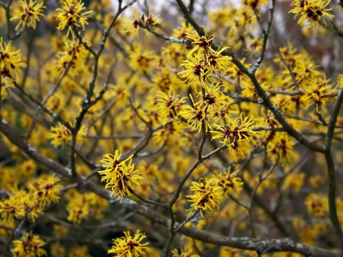 hamamelis 