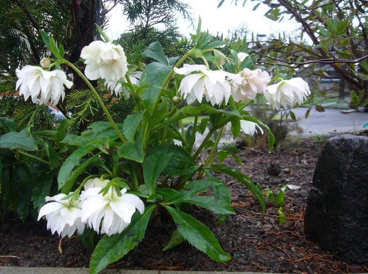 helleborus sternii