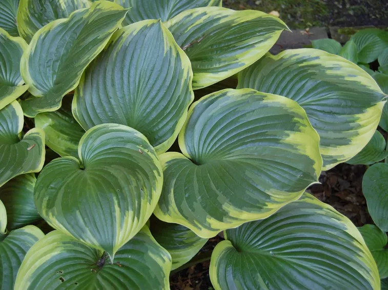 hosta