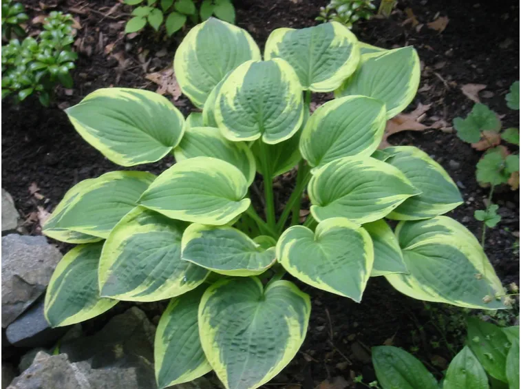 hosta