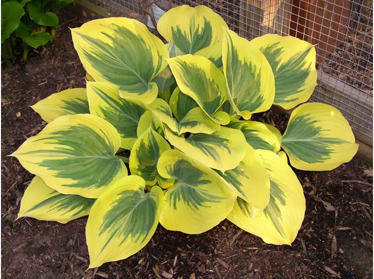 hosta gialla