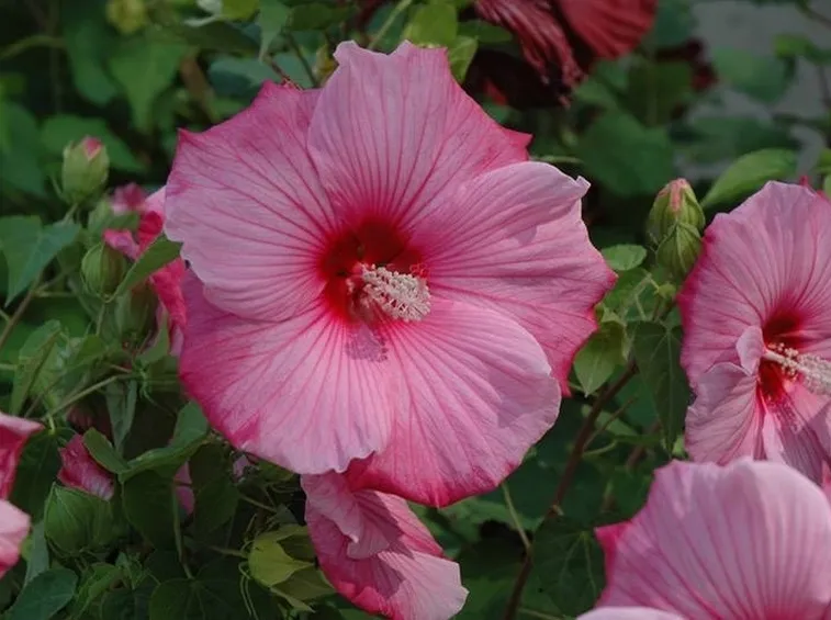 Ibisco moscheutos
