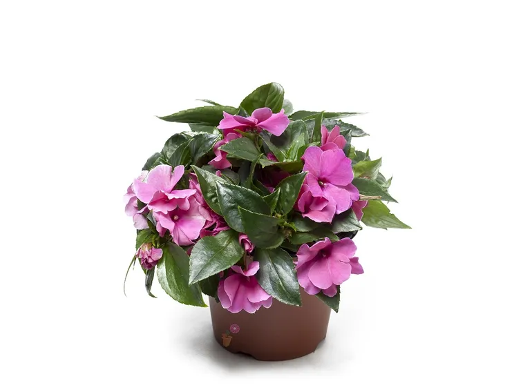 Impatiens