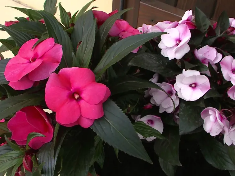 Impatiens