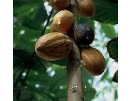 cacao