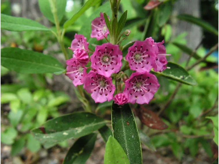 kalmia