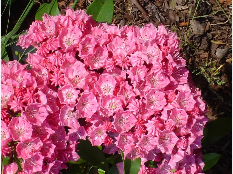 kalmia