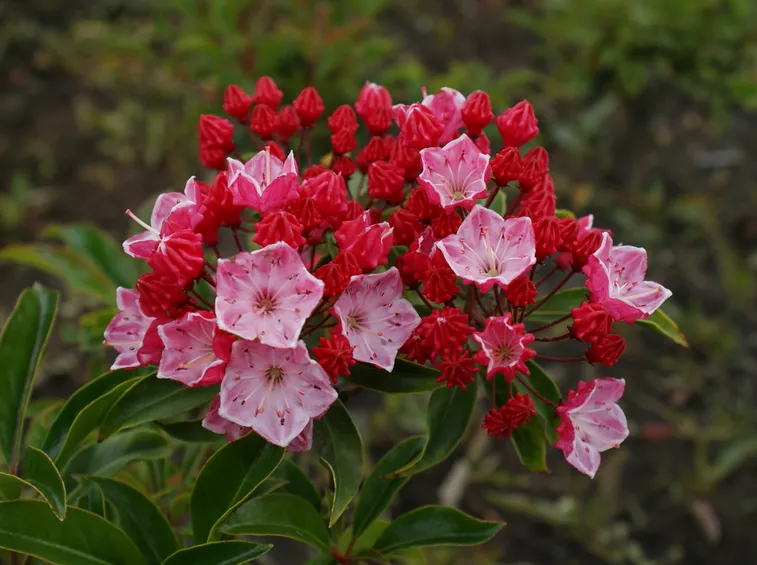 Kalmia