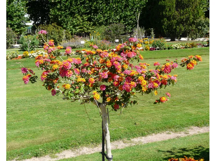 Lantana  