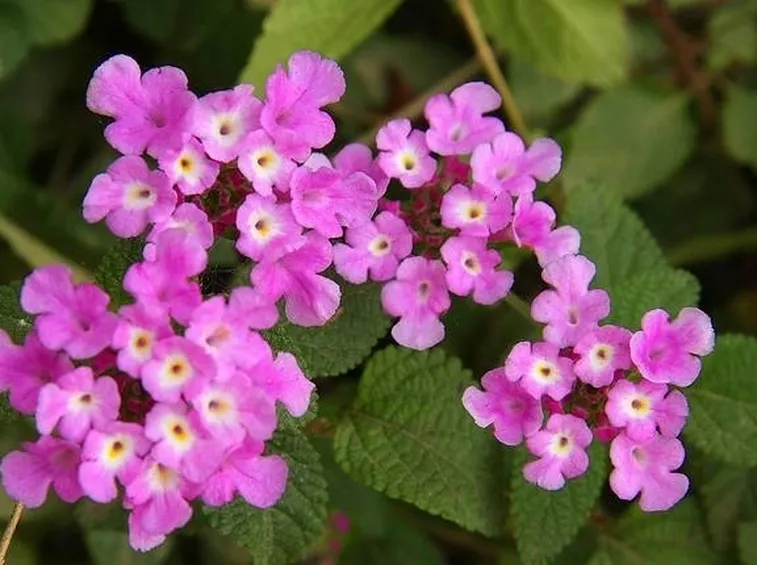 Lantana  