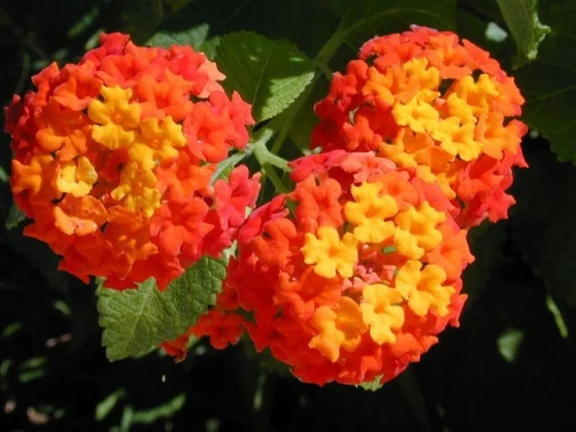 Lantana  