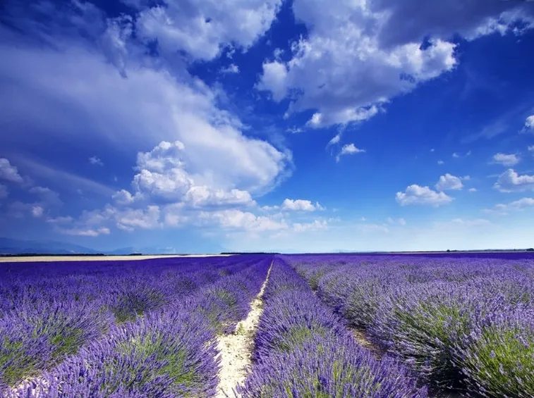 campo di lavanda
