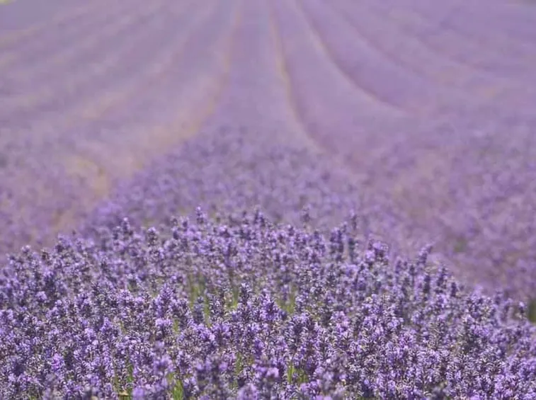 campo di lavanda