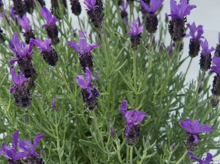 campo di lavanda