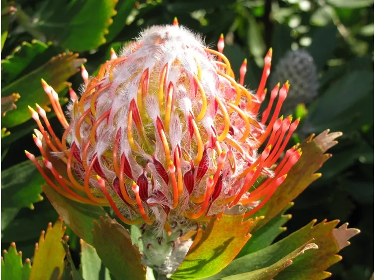 Leucospermum terreno