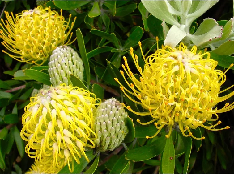 Leucospermum 