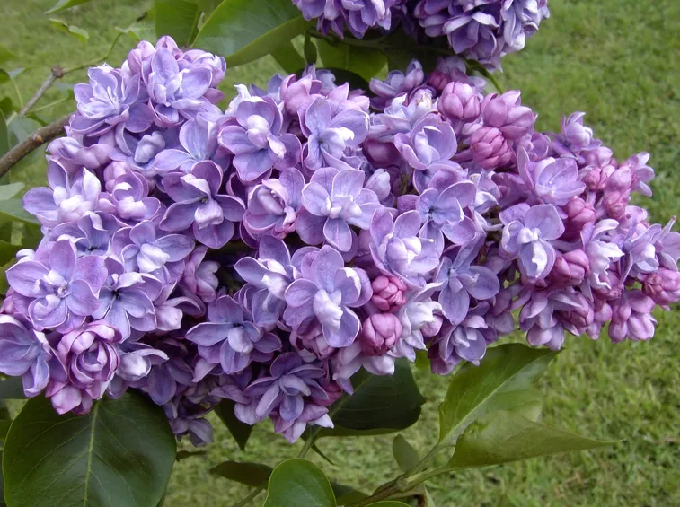 Lillà
