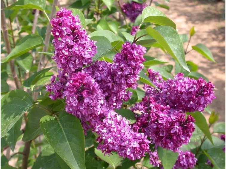 Lillà