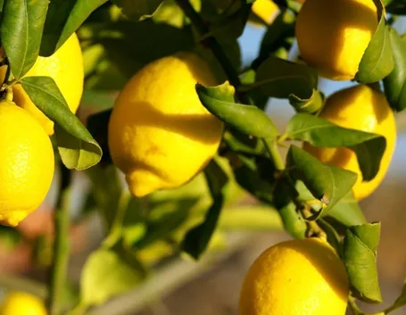 Limone