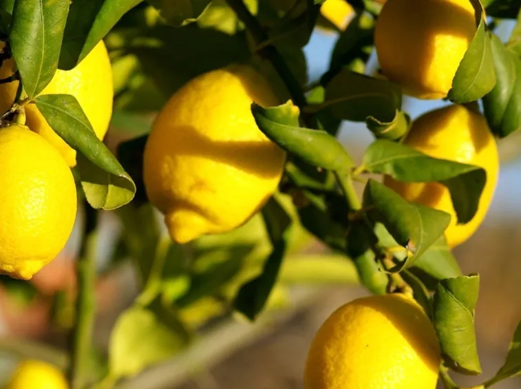 Limone