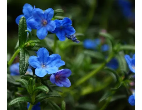 Litodora  