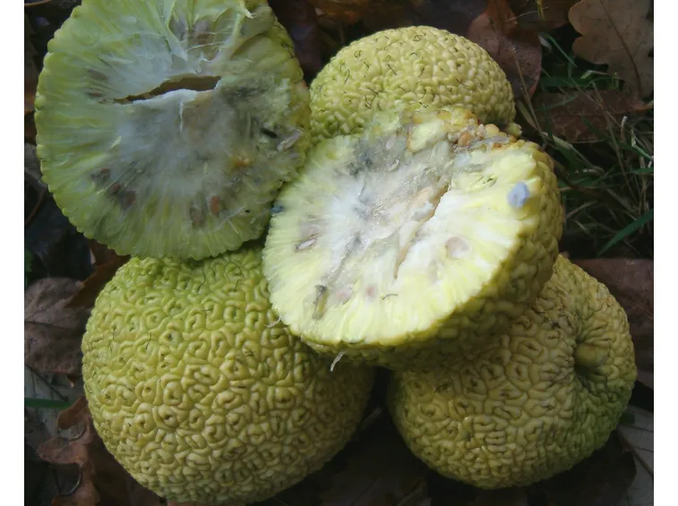 Maclura frutto