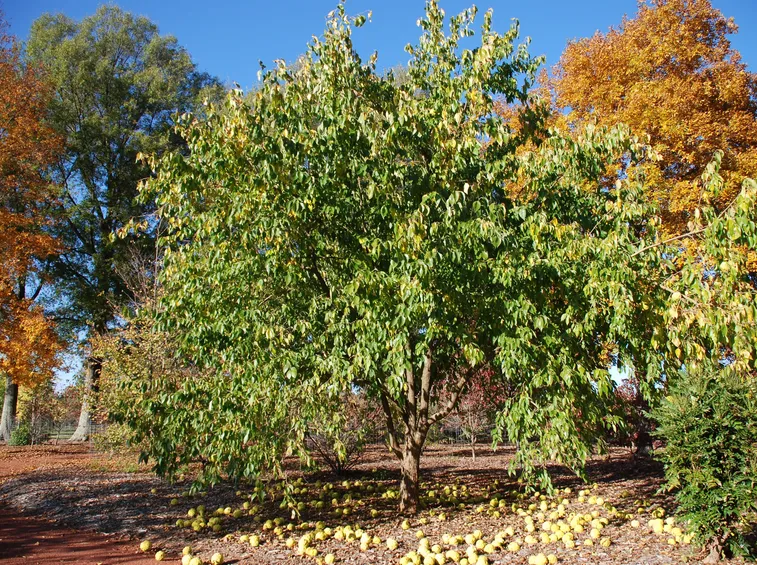 pianta di arancio degli osagi