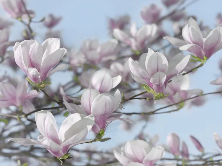 magnolia 