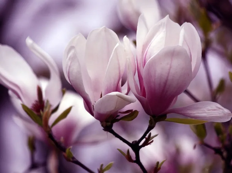 magnolia 
