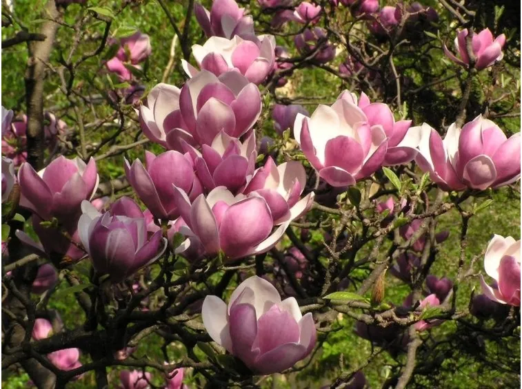 magnolia x soulangeana 