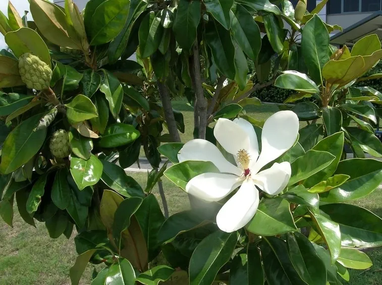 magnolia grandiflora
