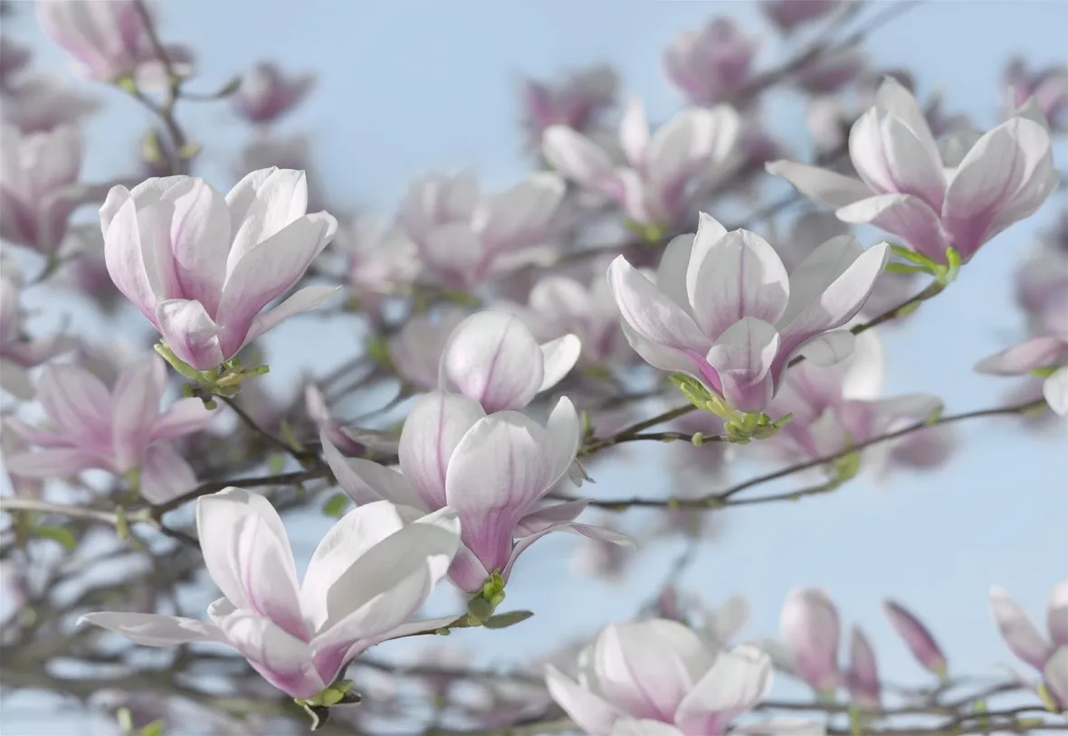 magnolia 