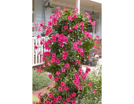Dipladenia