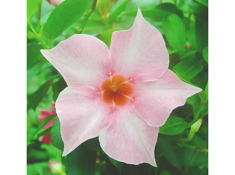 Dipladenia
