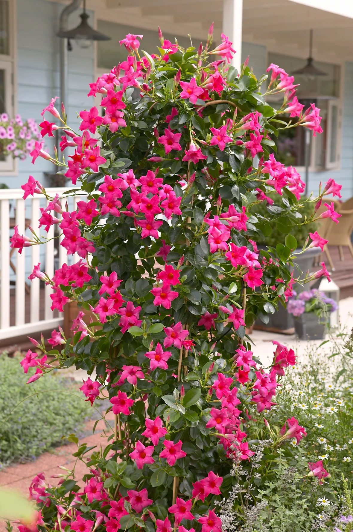 Dipladenia