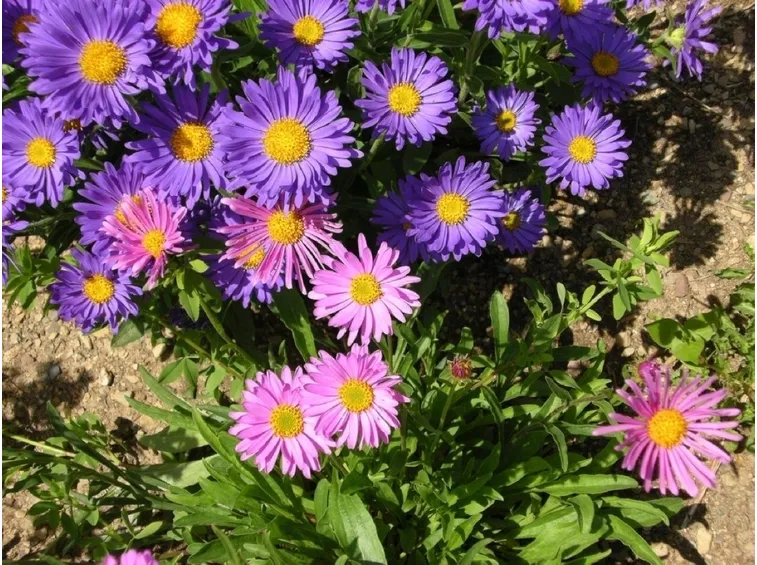 Aster alpinus