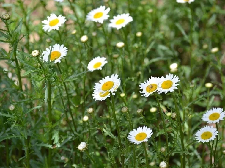 Chrysanthemum leucanthemum