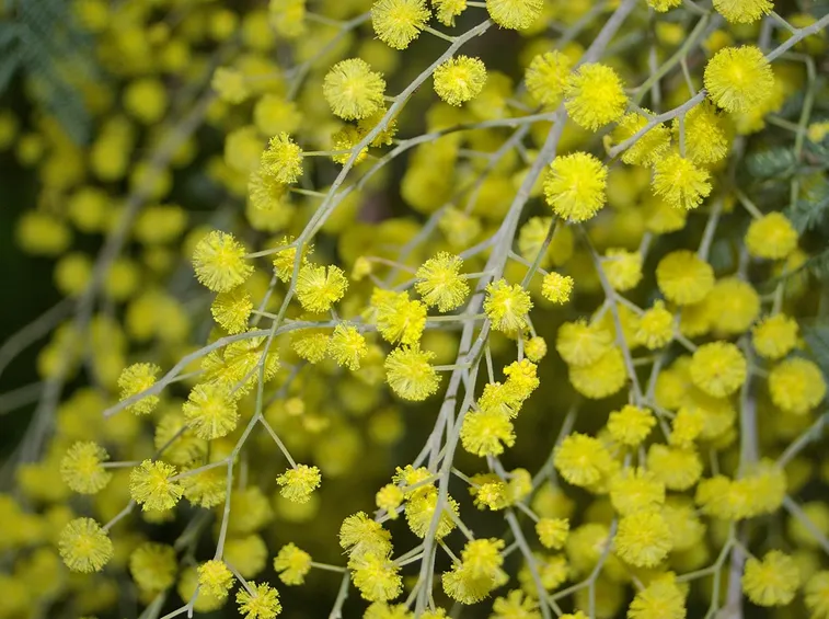 fiori di mimosa dettaglio